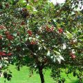 Qué se puede plantar junto a una cereza en el jardín, compatibilidad con otras plantas y el vecindario adecuado.