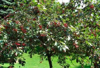 Qué se puede plantar junto a una cereza en el jardín, compatibilidad con otras plantas y el vecindario adecuado.