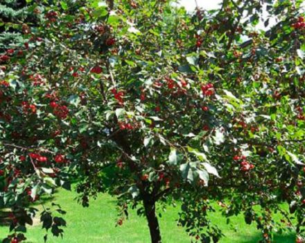 Qué se puede plantar junto a una cereza en el jardín, compatibilidad con otras plantas y el vecindario adecuado.