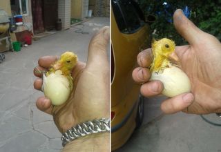 Is it necessary to help ducklings to hatch from eggs in an incubator at home?