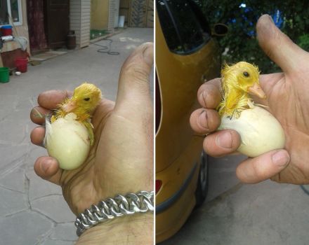 ¿Es necesario ayudar a los patitos a nacer de los huevos en una incubadora en casa?