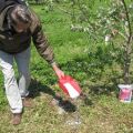 ¿Cómo se puede alimentar una pera en primavera, verano y otoño, reglas y normas de fertilización?