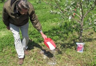 Comment nourrir une poire au printemps, en été et en automne, règles et normes de fertilisation