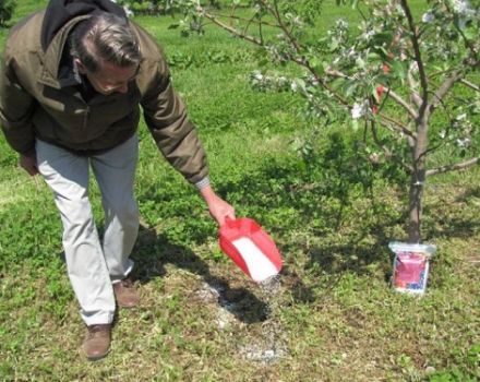 How can you feed a pear in spring, summer and autumn, rules and norms of fertilization