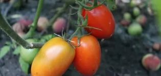 Description et caractéristiques de la variété de tomate Empress