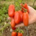 Description et caractéristiques de la variété de tomate San Marzano