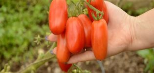 Description et caractéristiques de la variété de tomate San Marzano