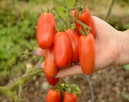 Description et caractéristiques de la variété de tomate San Marzano