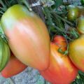 Characteristics and description of the tomato variety Podsinskoe miracle (Liana), its yield