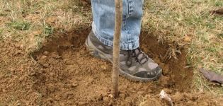 How to properly plant an apple tree in clay soil, the necessary materials and tools