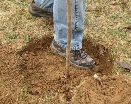 Comment planter correctement un pommier dans un sol argileux, le matériel et les outils nécessaires