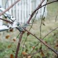 When and how to properly prune blackberries for a good harvest