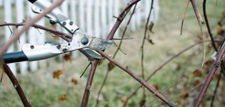 When and how to properly prune blackberries for a good harvest