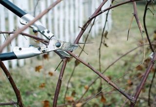 When and how to properly prune blackberries for a good harvest