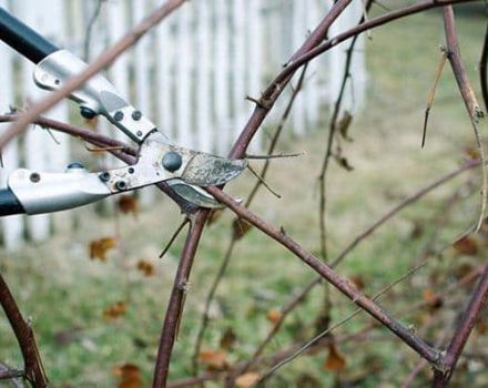 When and how to properly prune blackberries for a good harvest