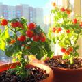 Cómo cultivar y cuidar tomates en el alféizar de la ventana en casa para principiantes.