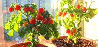 How to grow and care for tomatoes on the windowsill at home for beginners