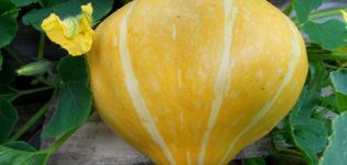 Descripción de la variedad de calabaza Karavai, características de cultivo y rendimiento.