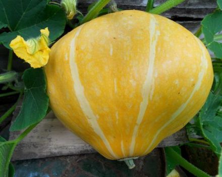 Descripción de la variedad de calabaza Karavai, características de cultivo y rendimiento.