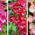 Description de 20 variétés et types de penstemon vivaces, plantation et entretien en plein champ