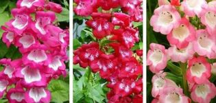 Description de 20 variétés et types de penstemon vivaces, plantation et entretien en plein champ