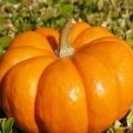 Descripción de las variedades de calabaza de frutos grandes Rossiyanka, Sweetie, Kroshka, 100 libras y otras, su cultivo.