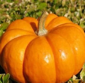 Descripción de las variedades de calabaza de frutos grandes Rossiyanka, Sweetie, Kroshka, 100 libras y otras, su cultivo.