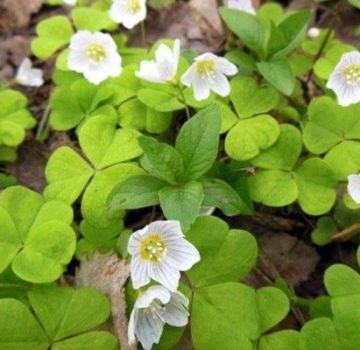 Korisna svojstva i kontraindikacije kisele kiseline, recepti tradicionalne medicine i kuhanja