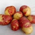 Descripció de les varietats de patates Ivan da Marya i Ivan da Shura, cultiu i rendiment