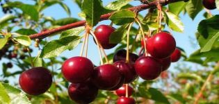 Caractéristiques de la variété de cerises Novella, description des fruits et des pollinisateurs, plantation et entretien