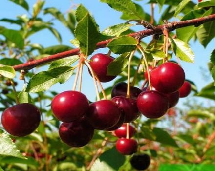 Caractéristiques de la variété de cerises Novella, description des fruits et des pollinisateurs, plantation et entretien