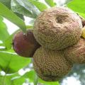 Por qué las manzanas se pudren en el árbol, qué hacer y cómo luchar