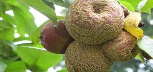 Por qué las manzanas se pudren en el árbol, qué hacer y cómo luchar