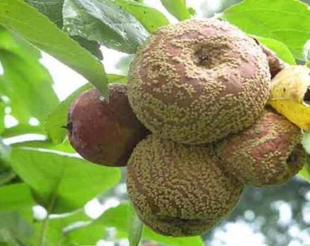 Pourquoi les pommes pourrissent sur l'arbre, que faire et comment se battre