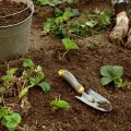 How to propagate and plant strawberries in August with a mustache step by step