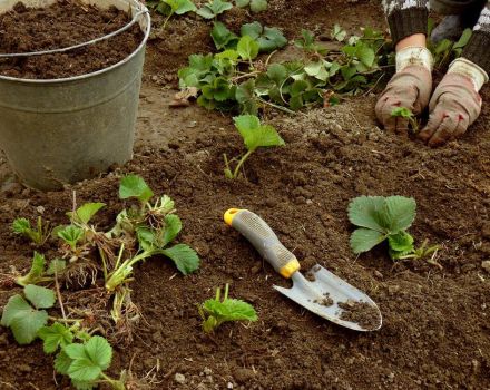 Comment propager et planter des fraises en août avec une moustache étape par étape