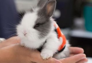 Description and classification of decorative rabbits and how to determine the breed