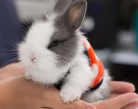 Description and classification of decorative rabbits and how to determine the breed