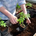 Cómo alimentar las plántulas de tomate después de una recolección y cuándo