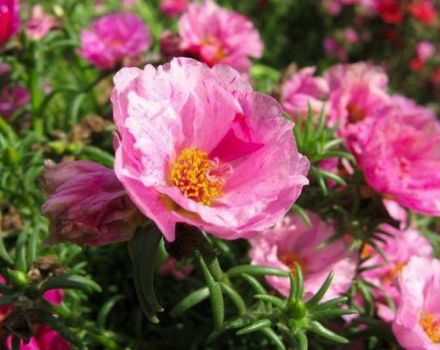 Planting and caring for purslane in the open field, a description of the best varieties