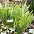 Why irises may not bloom, what to do if leaves alone, causes and treatment