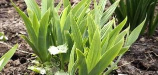 Why irises may not bloom, what to do if leaves alone, causes and treatment