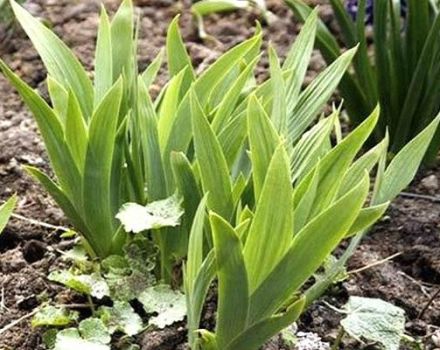 Pourquoi les iris peuvent ne pas fleurir, que faire si les feuilles sont seules, causes et traitement