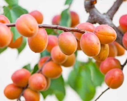 Description of the variety of apricots Countess, advantages and disadvantages, cultivation