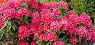 Description and characteristics of rhododendrons of the Nova Zembla variety, planting and care rules