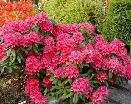 Description et caractéristiques des rhododendrons de la variété Nova Zembla, règles de plantation et d'entretien