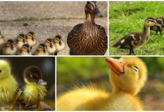 Why do ducklings' eyes stick together and what to do, how to treat and prevent