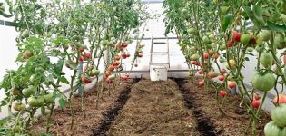 Bagaimana dan apa yang hendak disenyawakan tomato di rumah hijau dan di ladang terbuka