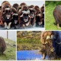 Where and in what natural zones do musk oxen live, what they look like and what they eat