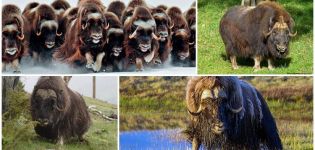 Où et dans quelles zones naturelles vivent les bœufs musqués, à quoi ils ressemblent et ce qu'ils mangent